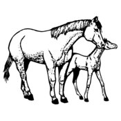 HORSE039