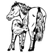 HORSE036