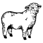 SHEEP003